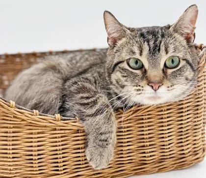 Tabbi Is A Treat! thumbnail 5