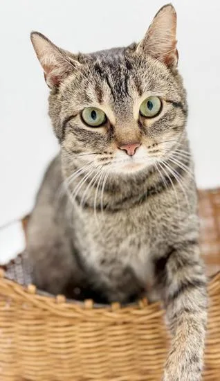 Tabbi Is A Treat! photo 1