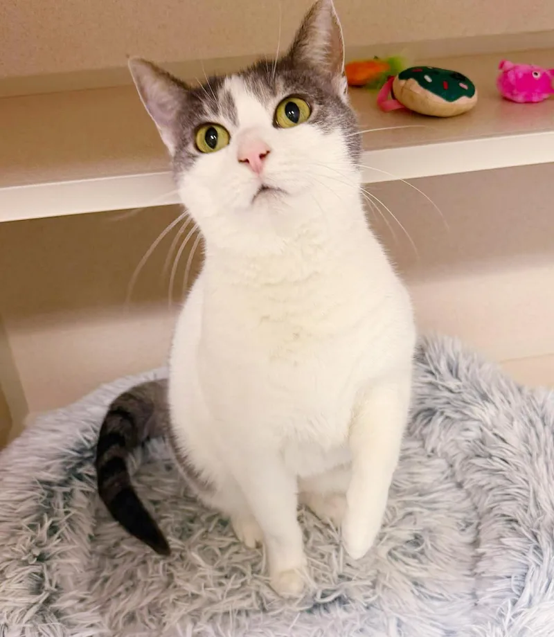 Tootsie Is Terrrific!!!!!  thumbnail 3