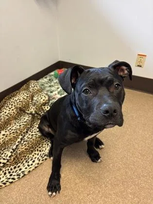 Cowboy Jake thumbnail 2