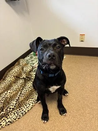 Cowboy Jake thumbnail 3