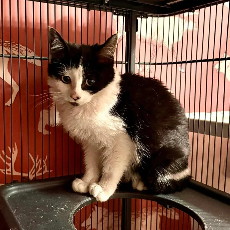 Hester Prynne thumbnail 2