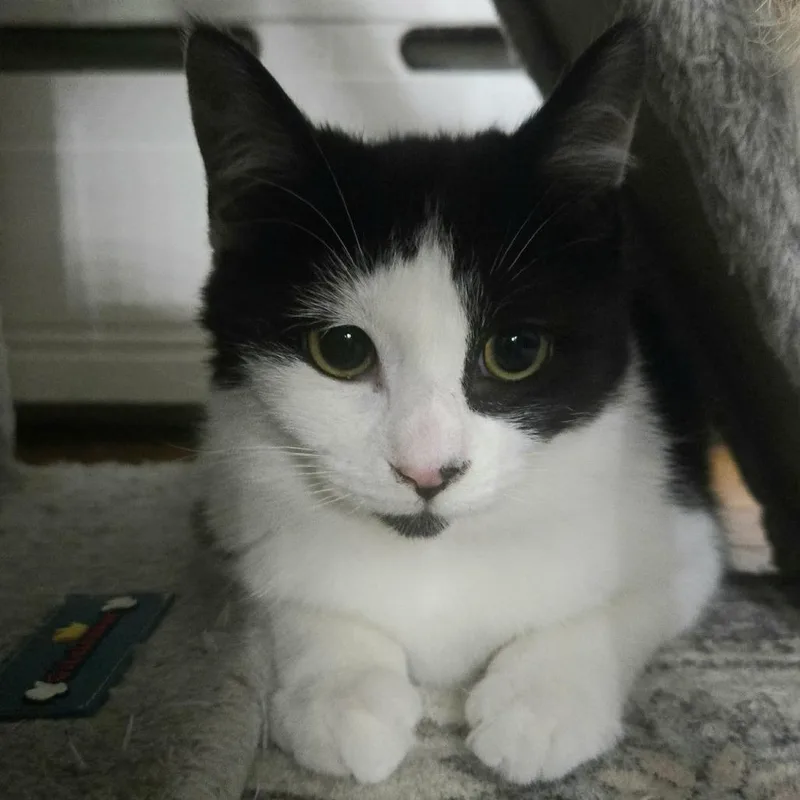 Hester Prynne thumbnail 3