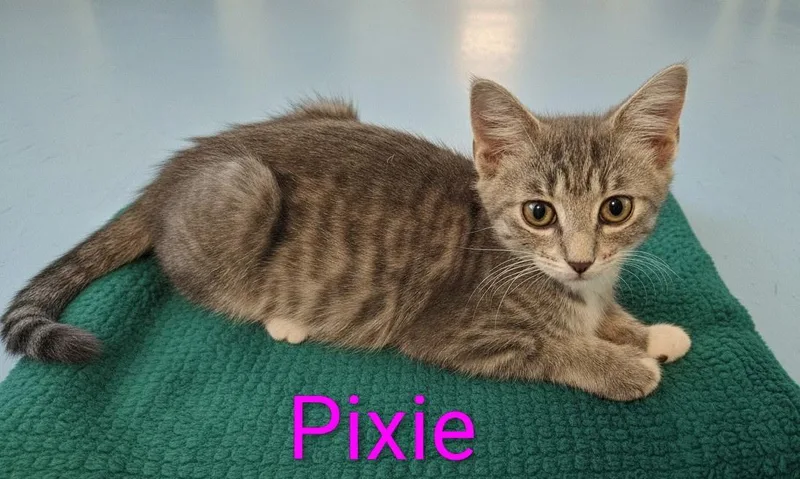Pixie  North Conroe