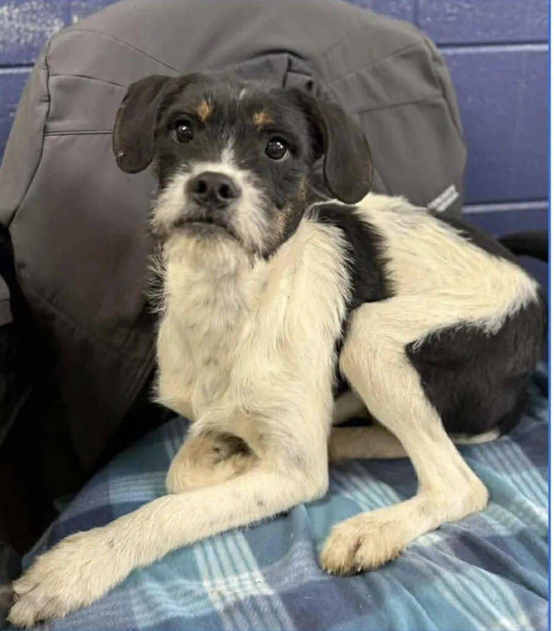 A baby small-sized male Miniature Schnauzer dog named Max for adoption in North Arlington, NJ