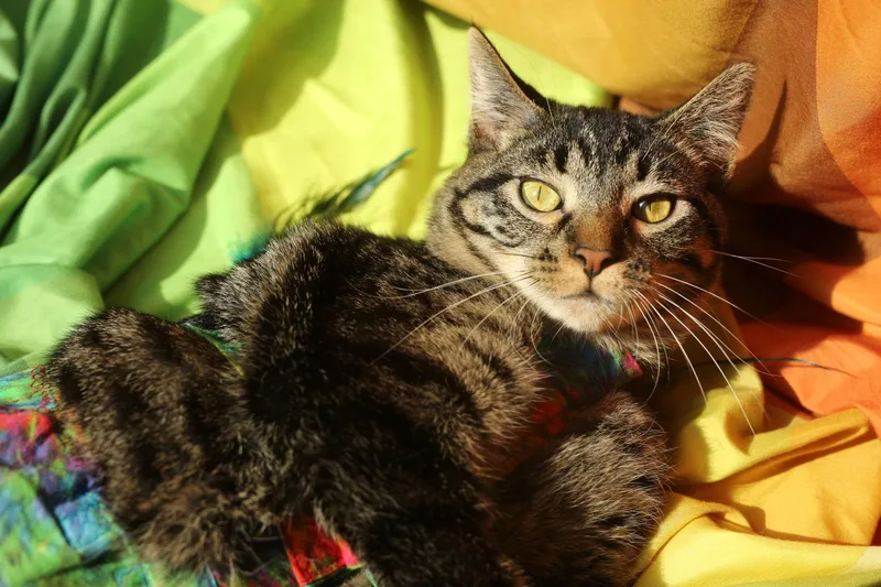 Bindaloo thumbnail 2