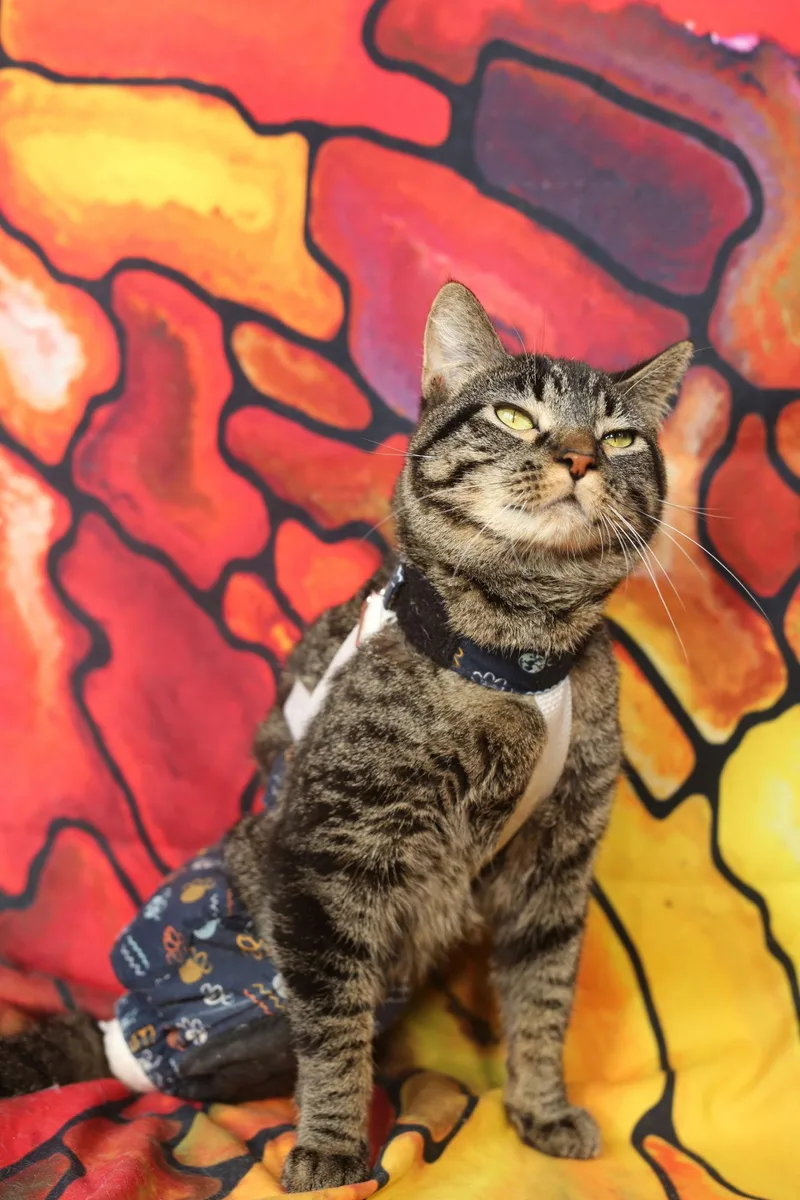 Bindaloo thumbnail 3