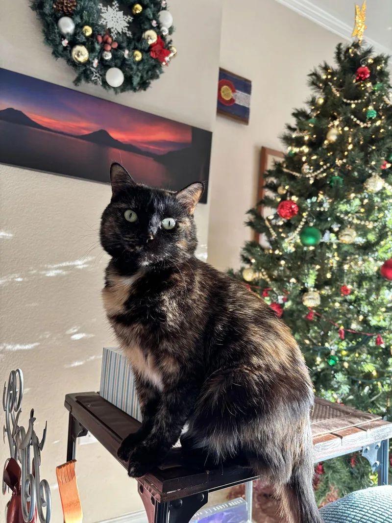 Crabapple thumbnail 3