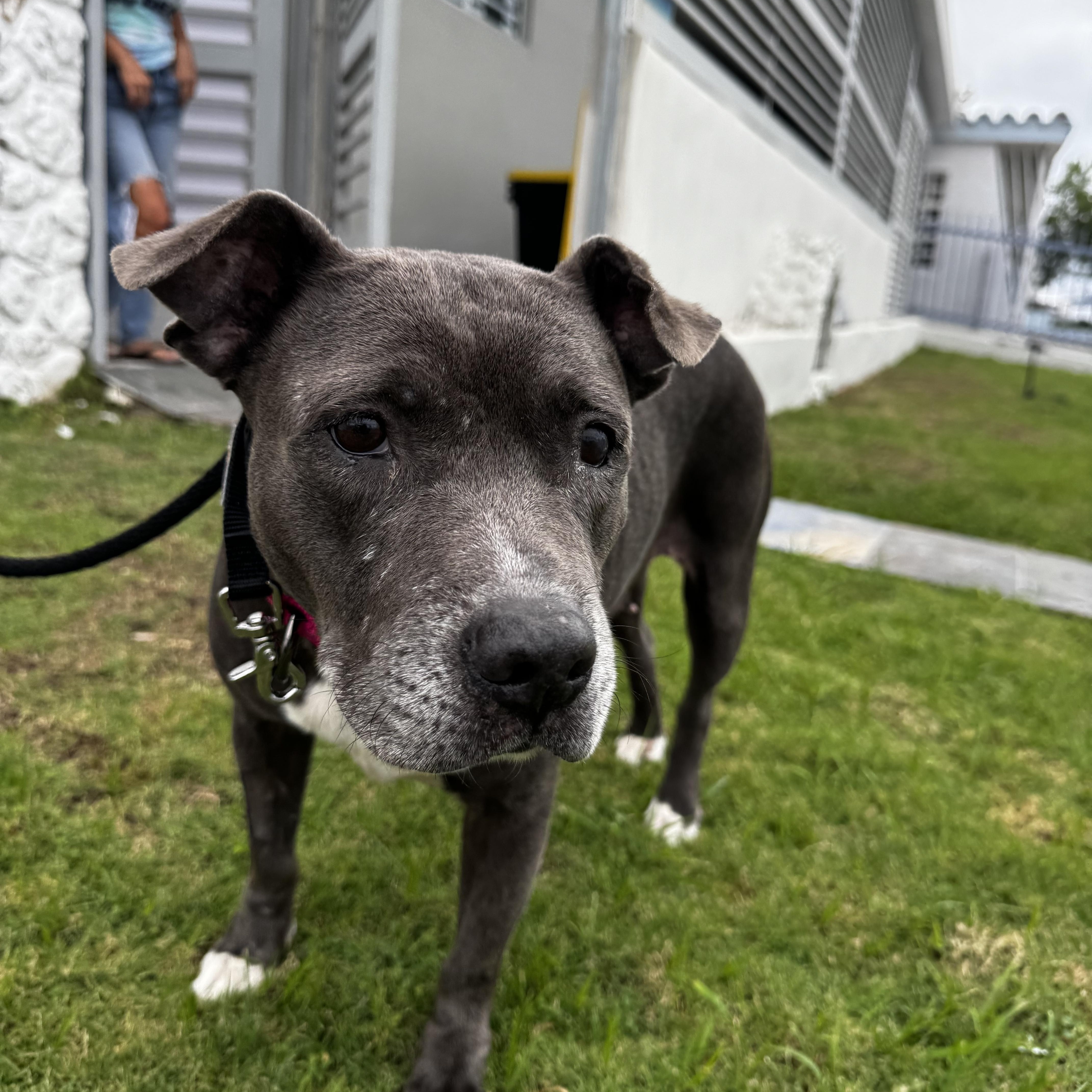 Meet Mia — The thumbnail 3