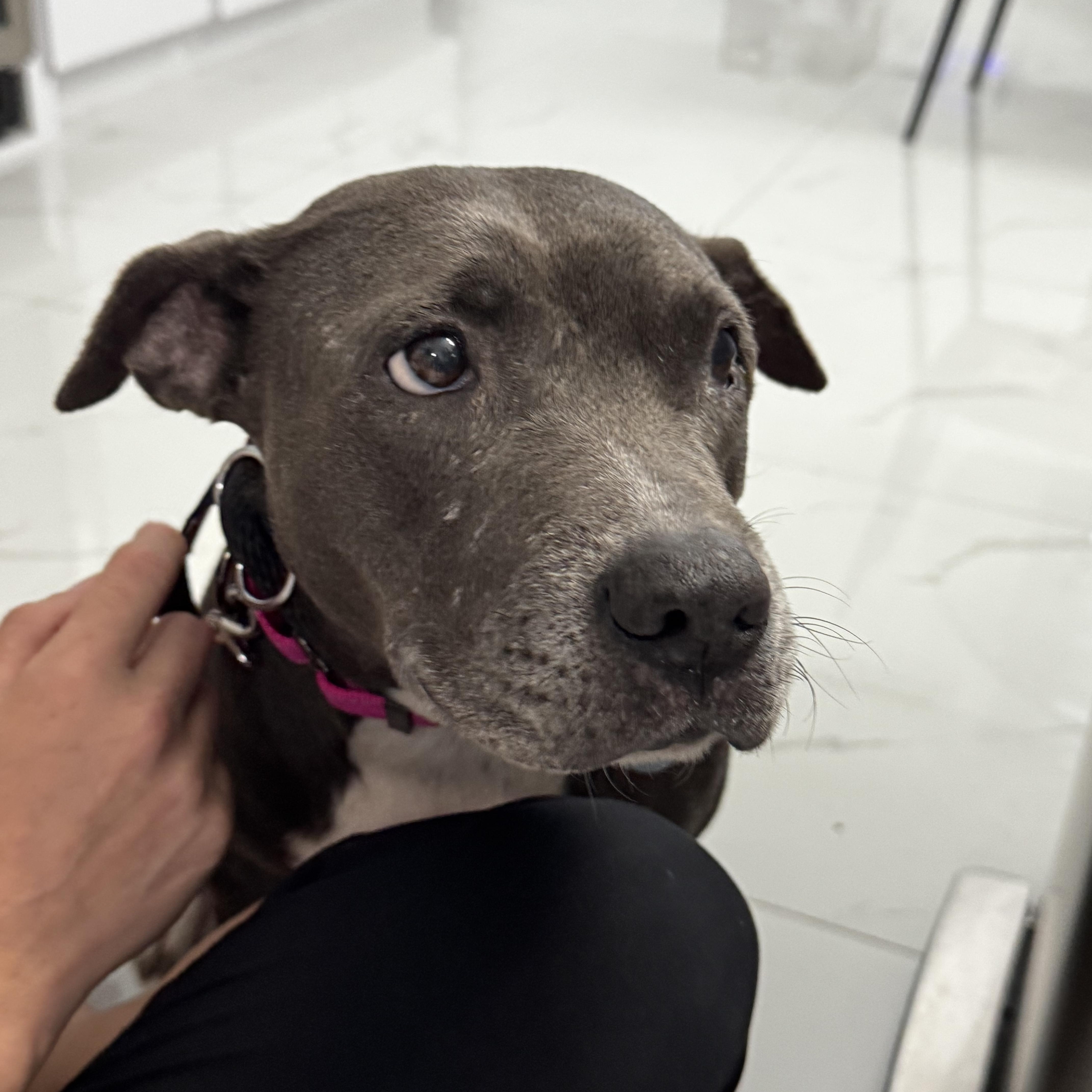 Meet Mia — The thumbnail 4