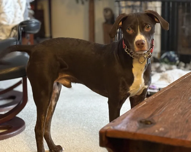 Beau