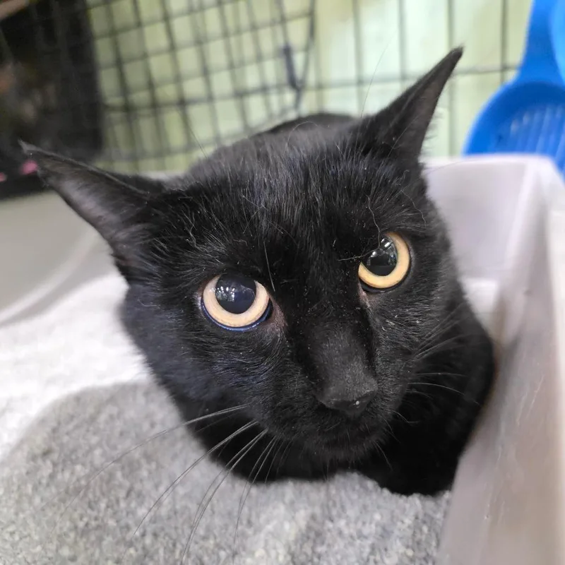 Mama Ebony thumbnail 2