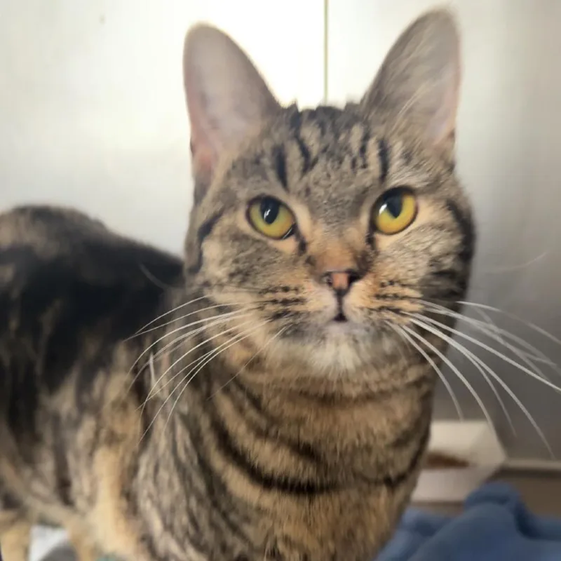 Peanutbutter thumbnail 2