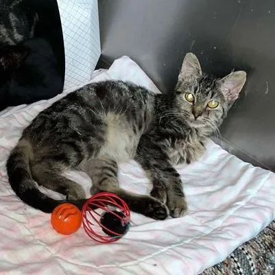 Peanutbutter thumbnail 3