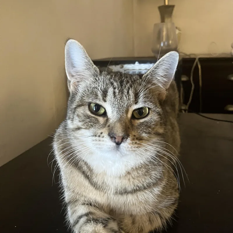 A young medium-sized male Tabby (Buff / Tan / Fawn) Domestic Short Hair cat named Frankie for adoption in Detroit, MI
