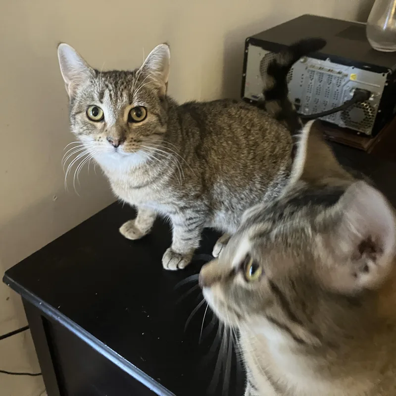 Frankie thumbnail 3