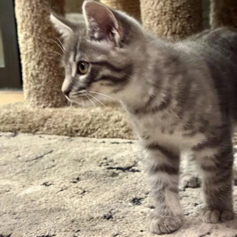 A young small-sized male Domestic Short Hair cat named Chase for adoption in Tustin, CA