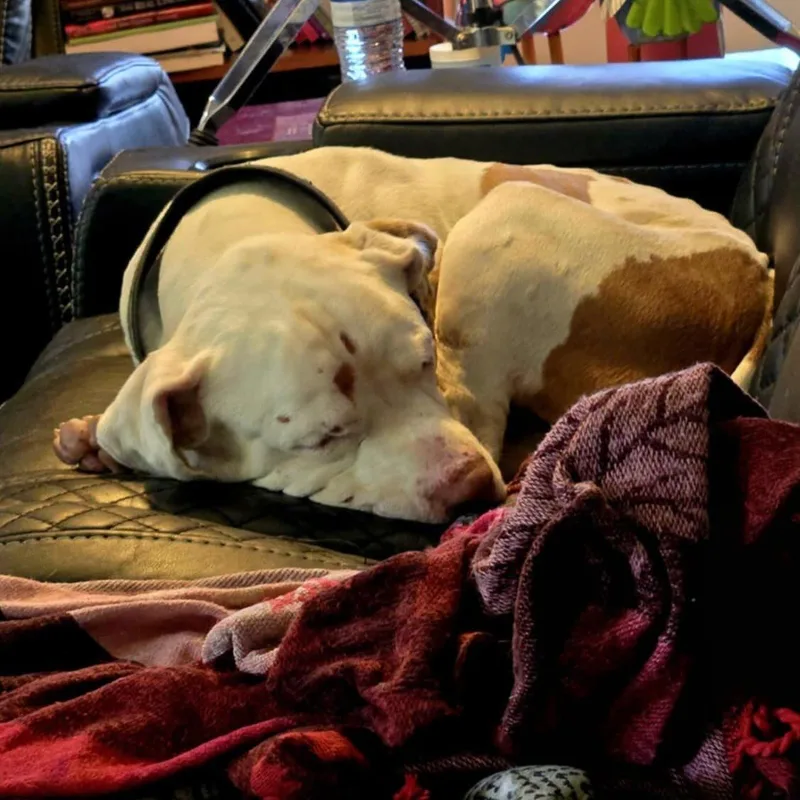 Petey thumbnail 2