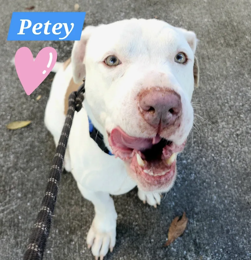 Petey thumbnail 3