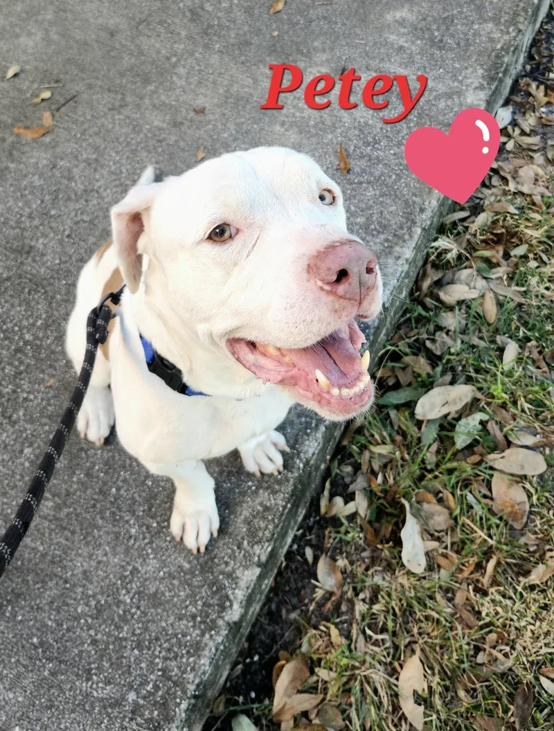 Petey