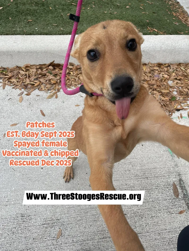 A baby medium-sized female Red / Chestnut / Orange Chow Chow dog named Patches for adoption in Port Saint Lucie, FL