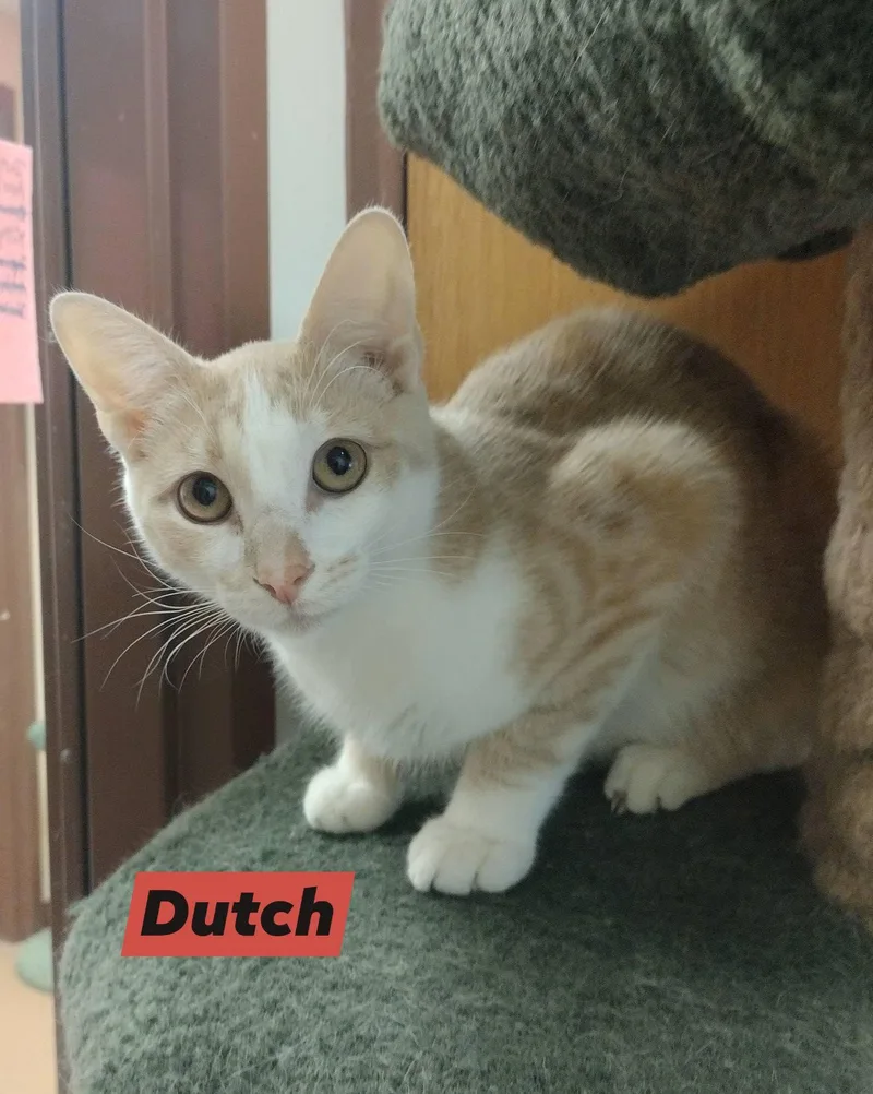 Dutch