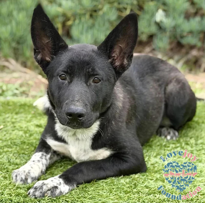 Nikita Coh thumbnail 4