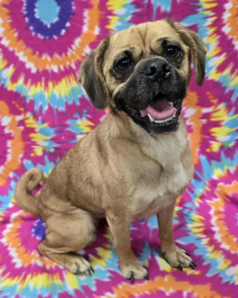 An adult small-sized female Puggle dog named Judith for adoption in Frankfort, IN