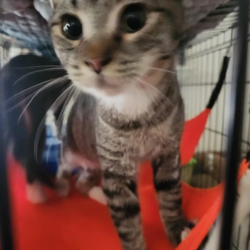 Maverick thumbnail 2