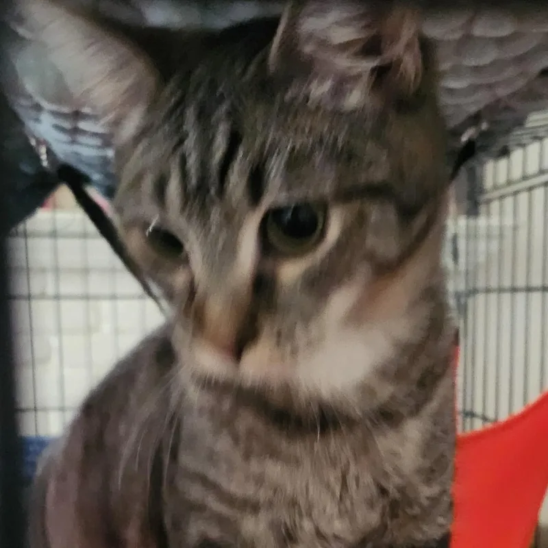 Maverick thumbnail 3