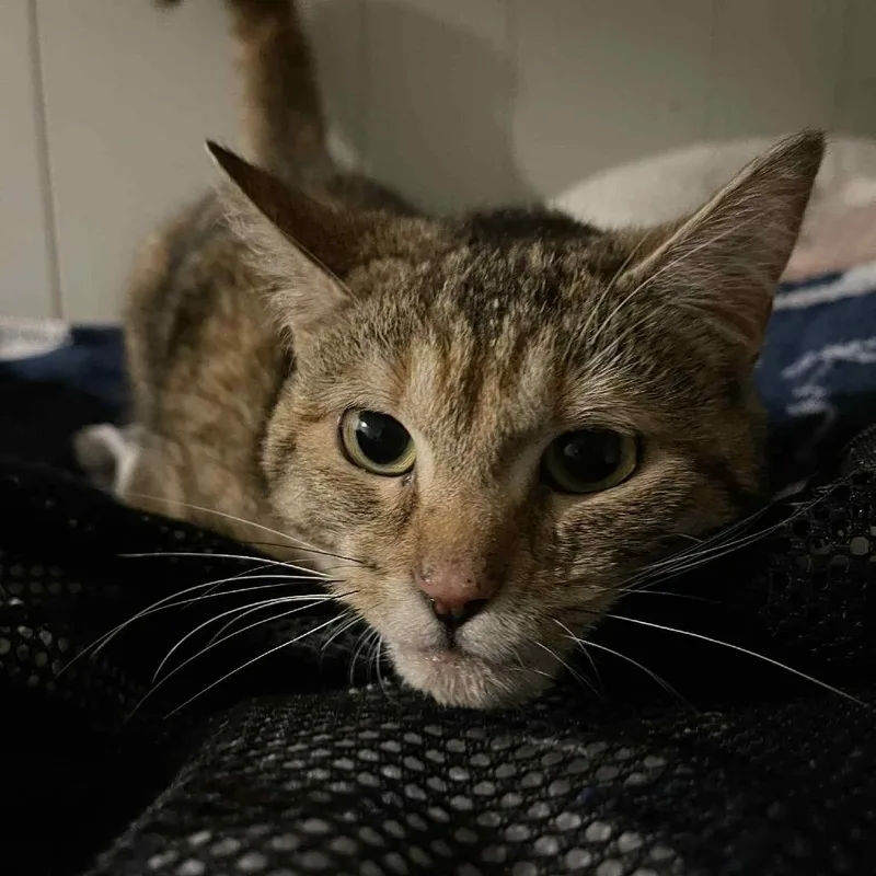 Butterscotch thumbnail 2