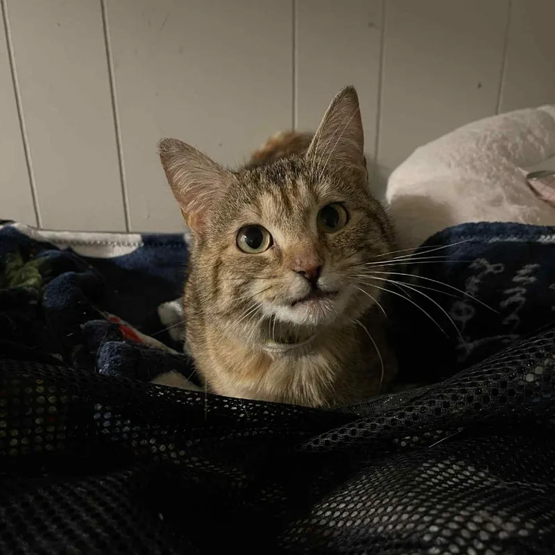 Butterscotch thumbnail 3