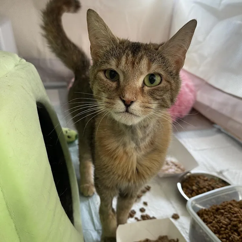 Butterscotch thumbnail 4