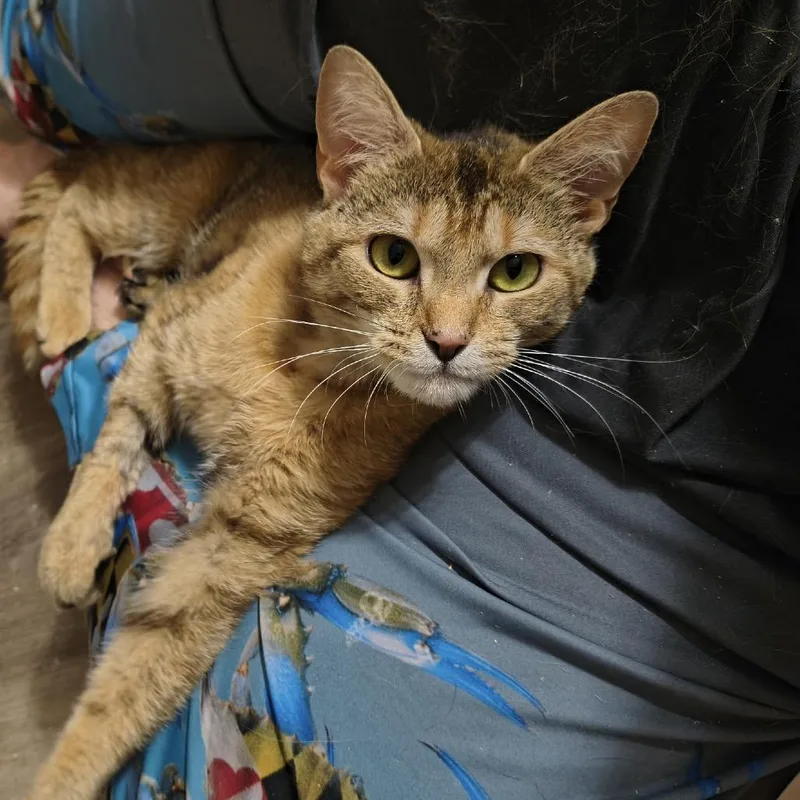 Butterscotch thumbnail 5