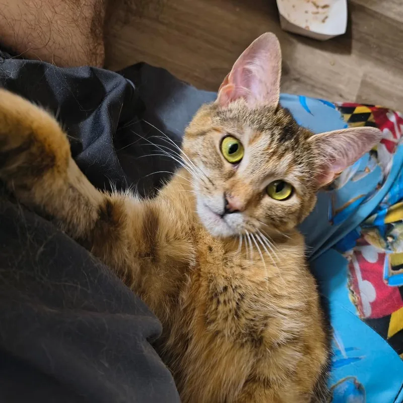 Butterscotch thumbnail 6