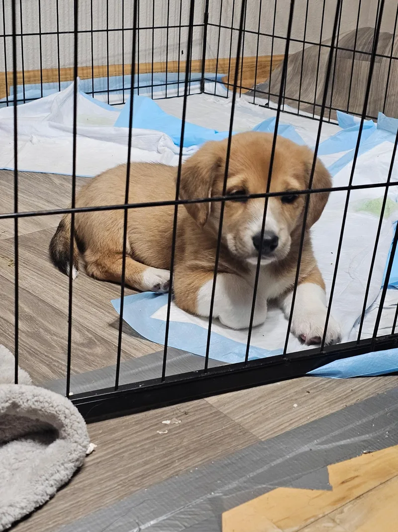 Izzy The Dachshund Mix thumbnail 2