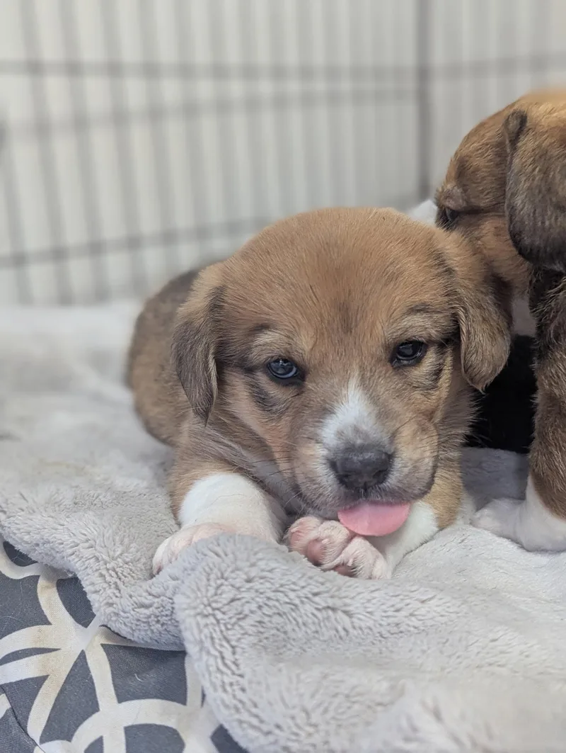 Izzy The Dachshund Mix thumbnail 4