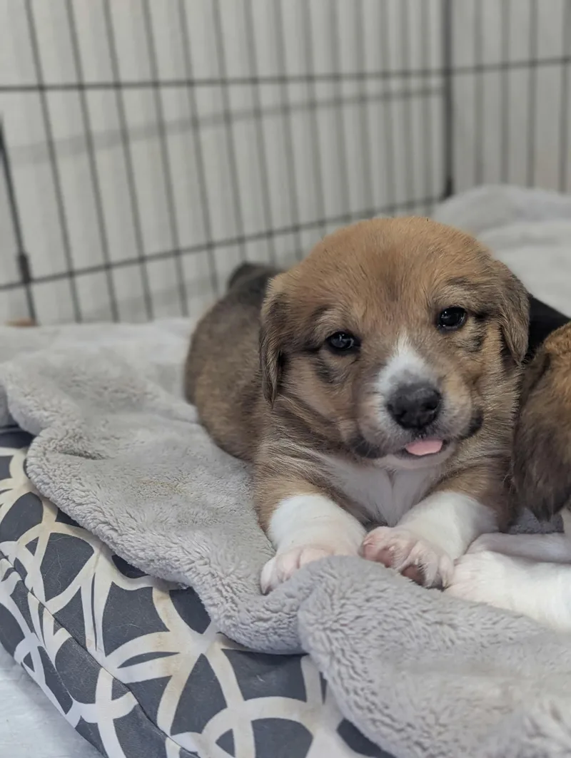 Izzy The Dachshund Mix