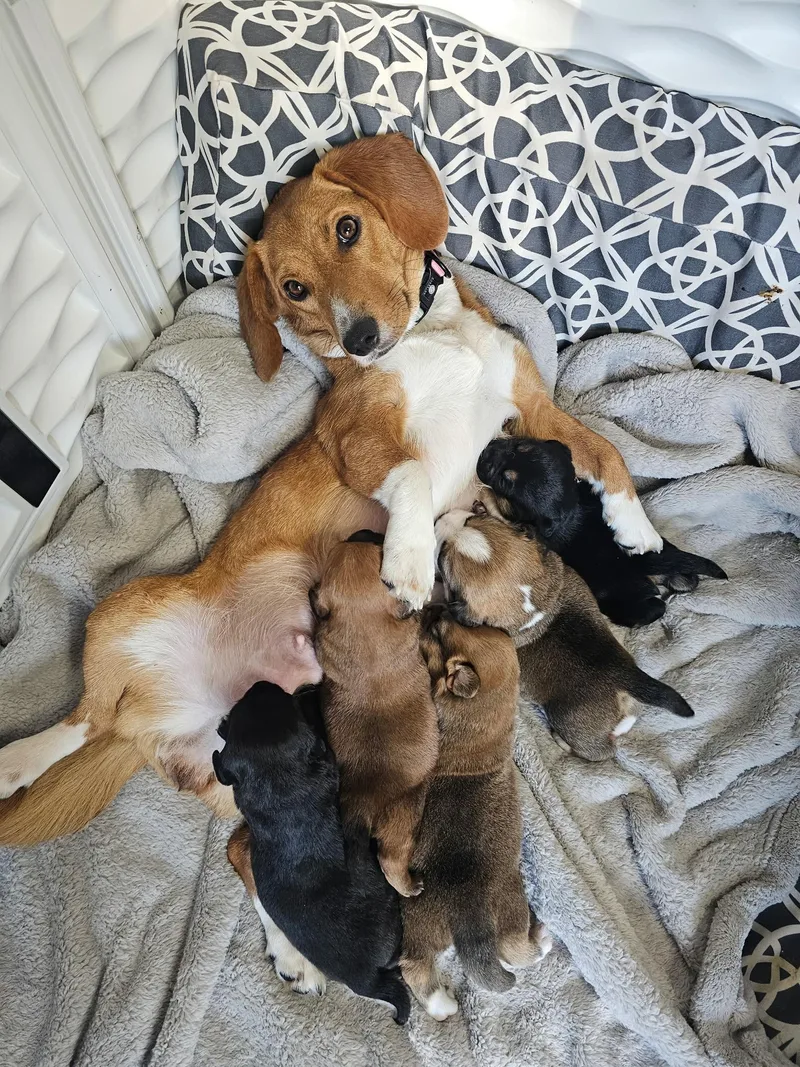 Jack The Dachshund Mix thumbnail 2