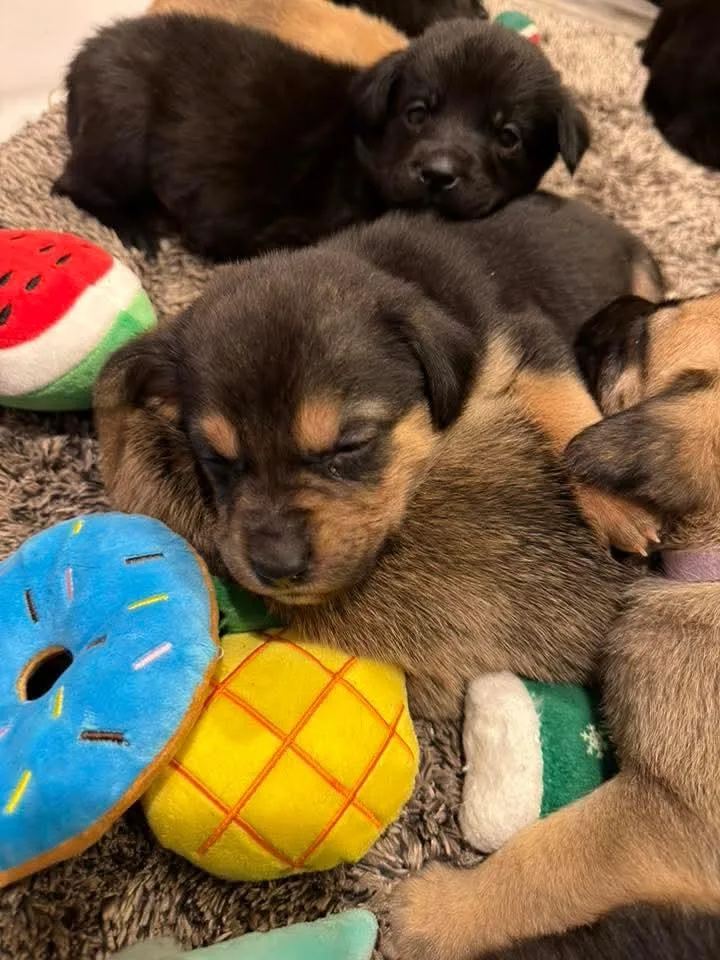 Jack The Dachshund Mix thumbnail 3