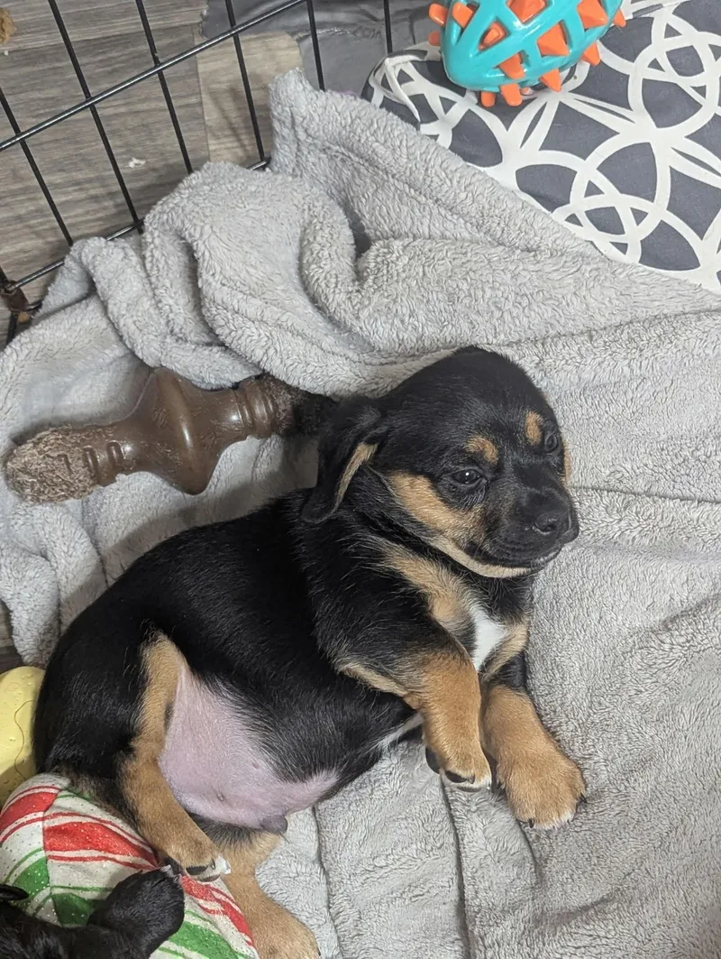 Jack The Dachshund Mix