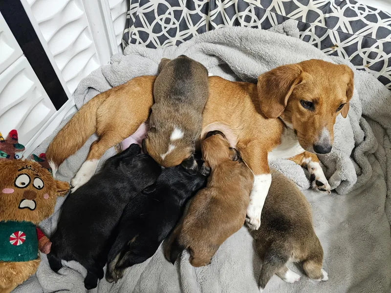 Jack The Dachshund Mix thumbnail 6