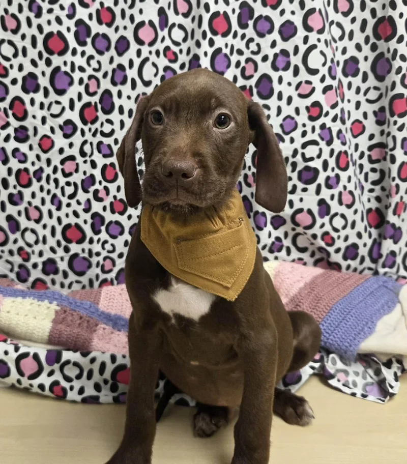 Max The Houndpointer Puppy thumbnail 2