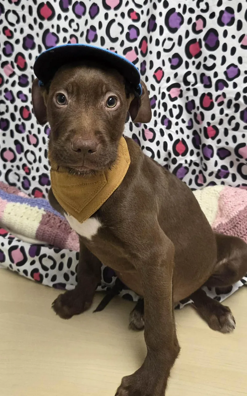 Max The Houndpointer Puppy thumbnail 3