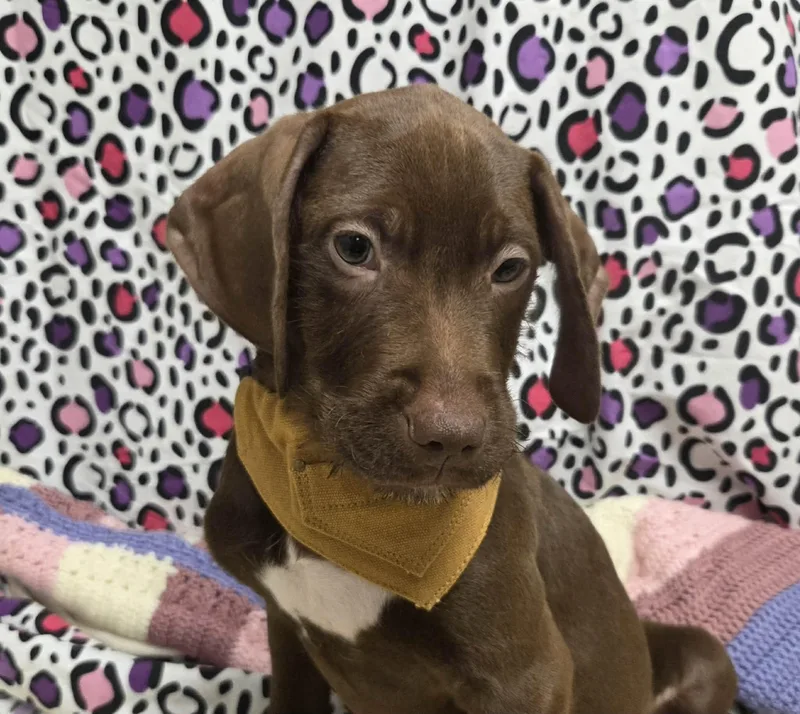 Max The Houndpointer Puppy thumbnail 4