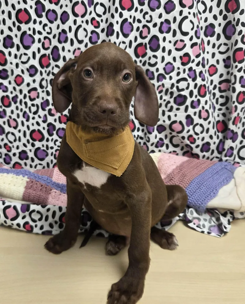 Max The Houndpointer Puppy thumbnail 5