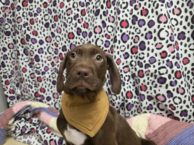 Max The Houndpointer Puppy thumbnail 6