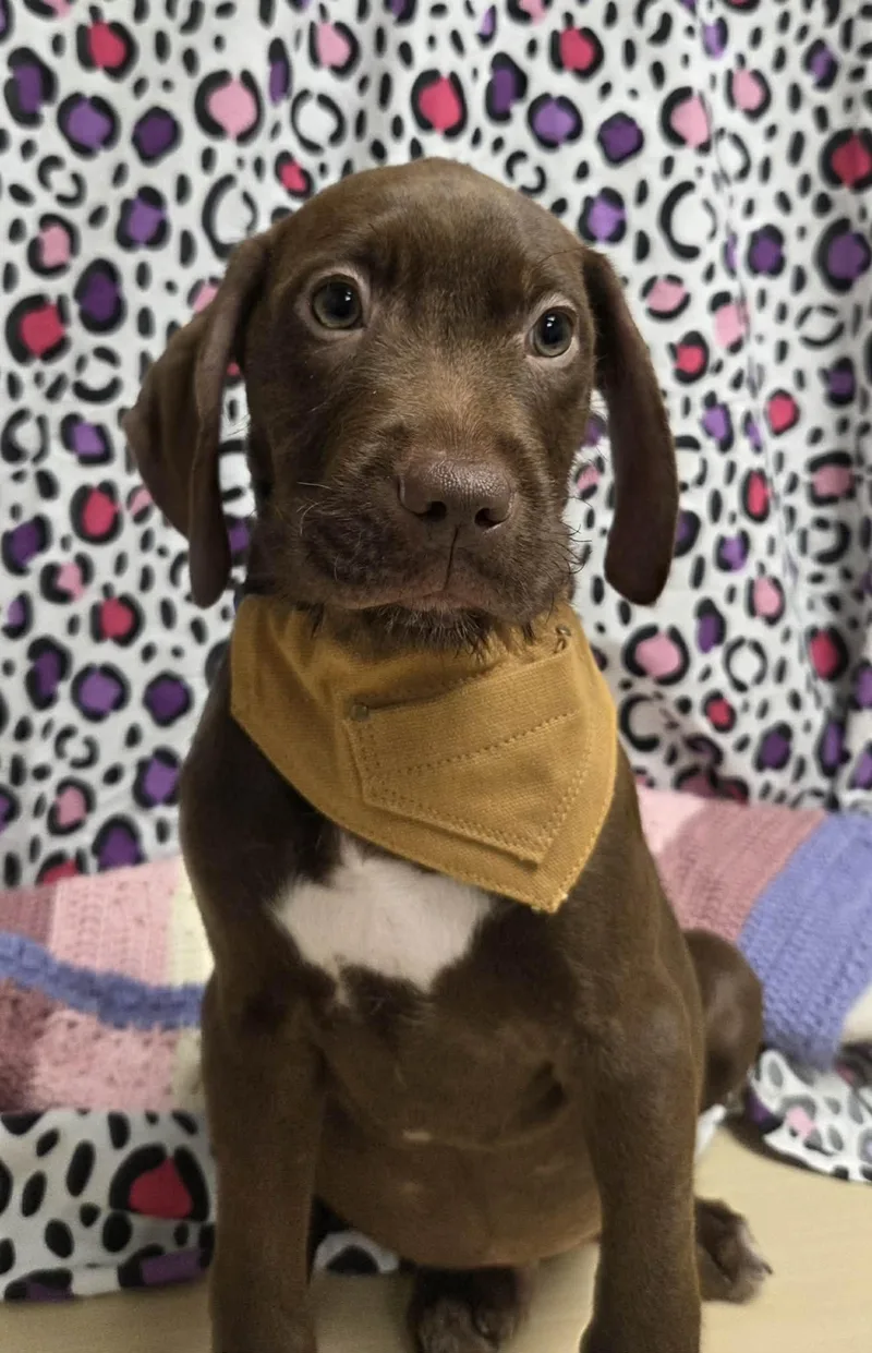 Max The Houndpointer Puppy