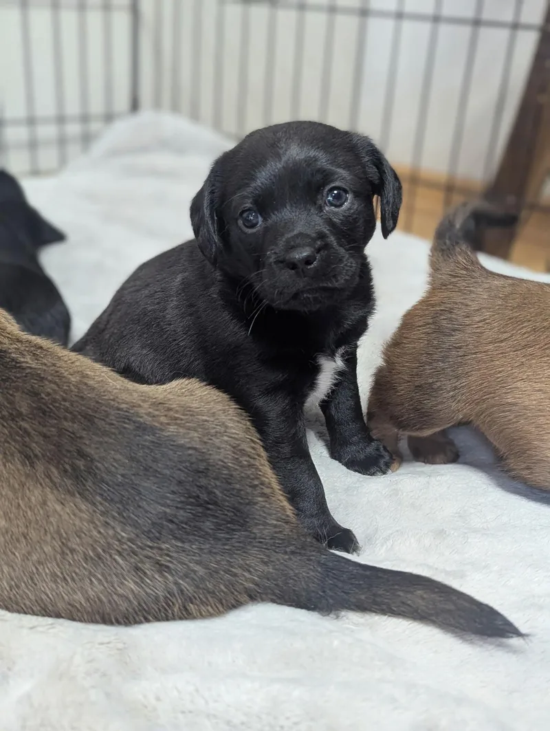 Maxie The Dachshund Mix