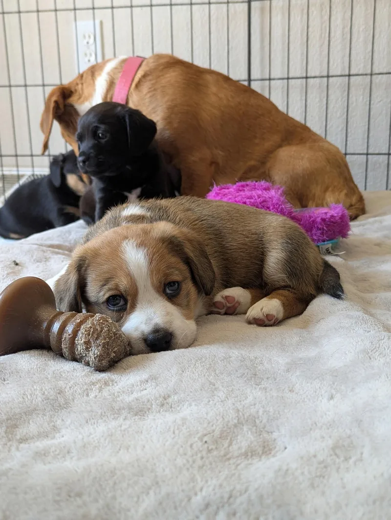 Maxie The Dachshund Mix thumbnail 5